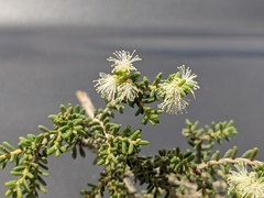 Melaleuca xerophila