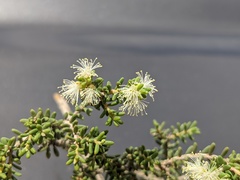 Melaleuca xerophila