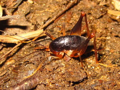 Paratachycines ussuriensis