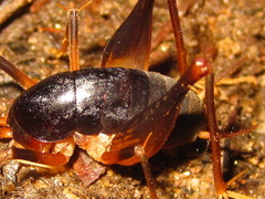 Paratachycines ussuriensis