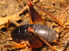 Paratachycines ussuriensis