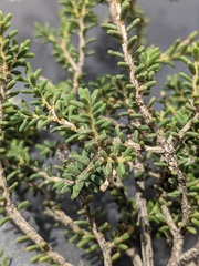 Melaleuca xerophila