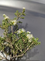Melaleuca xerophila