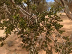 Melaleuca xerophila