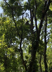 Semnopithecus hypoleucos