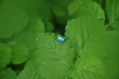 Hoplia coerulea
