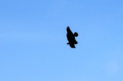 Corvus corax kamtschaticus