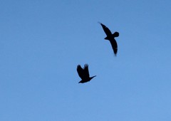 Corvus corax kamtschaticus