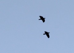 Corvus corax kamtschaticus