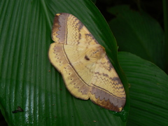 Eupterote mollifera