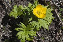 Trollius ranunculinus