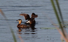 Thalassornis leuconotus