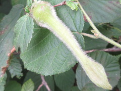 Corylus sieboldiana