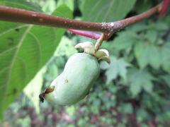 Actinidia polygama