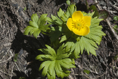 Trollius ranunculinus