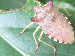 Pentatoma semiannulata