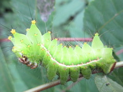 Actias artemis
