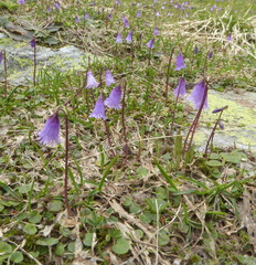 Soldanella pusilla