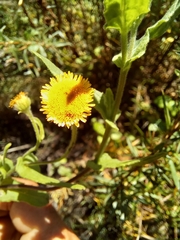 Pulicaria scabra