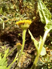 Pulicaria scabra