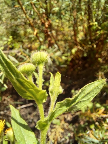 Image of Pulicaria scabra by (c) kevin koen, some rights reserved (CC BY-SA)