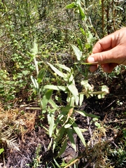 Pulicaria scabra