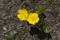 Ranunculus brachylobus