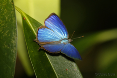 Arhopala eupolis