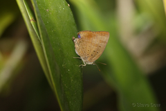 Arhopala eupolis