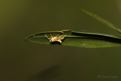 Dichocrocis erixantha