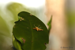 Dichocrocis erixantha
