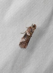 Conobathra hemichlaena