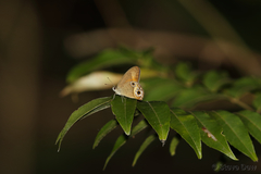 Hypocysta irius