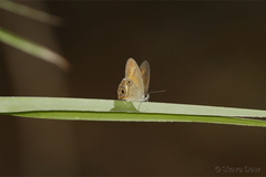 Hypocysta irius