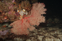 Melithaea