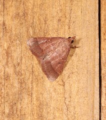 Arippara disticha