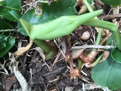 Hedychium gardnerianum