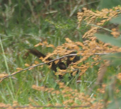 Dasyornis brachypterus