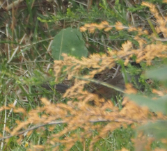 Dasyornis brachypterus