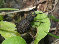 Otiorhynchus porcatus
