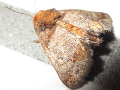 Phlossa conjuncta