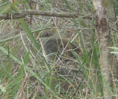 Dasyornis brachypterus