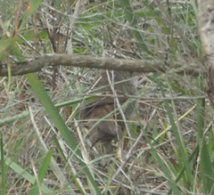 Dasyornis brachypterus