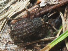 Otiorhynchus porcatus