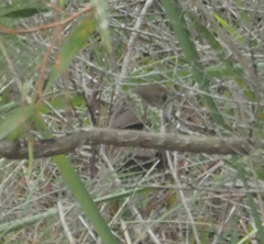 Dasyornis brachypterus