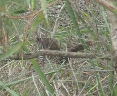 Dasyornis brachypterus