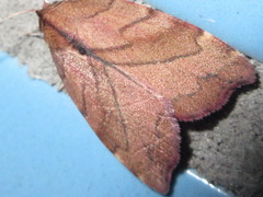 Macrochthonia fervens