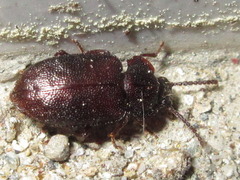 Anaedus mroczkowskii