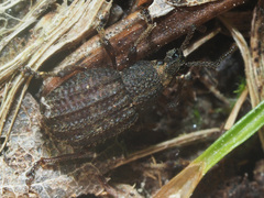 Otiorhynchus porcatus