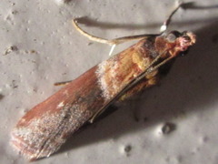 Calguia defiguralis